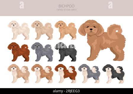 Bichpoo, Poochon clipart. Bichon Frise Poodle mix. Different coat colors set.  Vector illustration Stock Vector