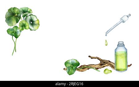 Banner of centella asiatica, essential oils, wooden branch watercolor illustration isolated on white. Pennywort, gotu kola herbal plants, cola Stock Photo
