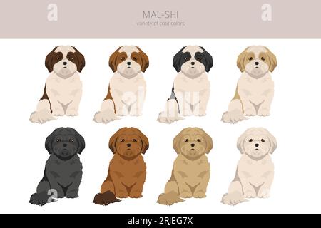 Mal-Shi clipart. Maltese Shih-Tzu mix. Different coat colors set.  Vector illustration Stock Vector