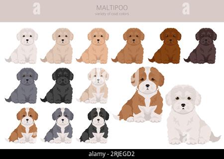 Maltipoo clipart. Maltese Poodle mix. Different coat colors set.  Vector illustration Stock Vector