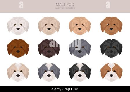 Maltipoo clipart. Maltese Poodle mix. Different coat colors set.  Vector illustration Stock Vector