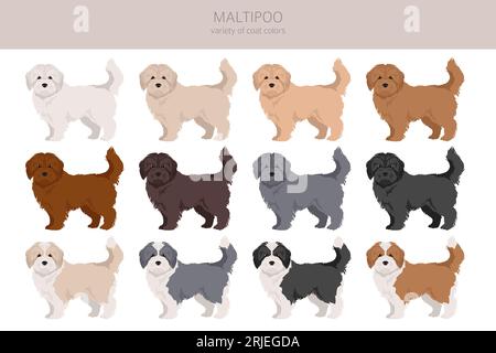 Maltipoo clipart. Maltese Poodle mix. Different coat colors set.  Vector illustration Stock Vector