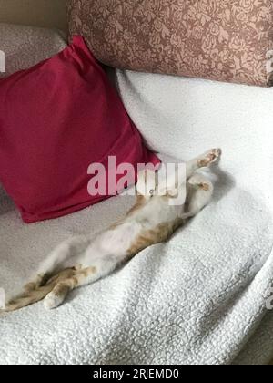 Little kitty. The color of the kitten is red with white. Lying on the sofa. Sleeps in a funny position on the back. Stock Photo