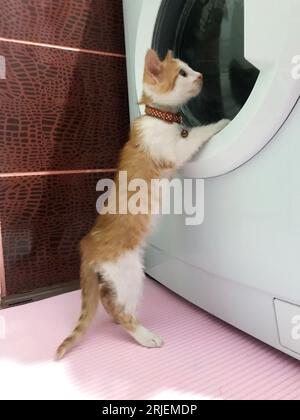 The kitten is playing with the washing machine. vertical video. Stock Photo