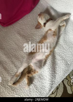 Little kitty. The color of the kitten is red with white. Lying on the sofa. Stock Photo