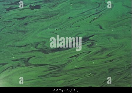 Abstract photo with toxic green colored polluted water on a surface of the pond. Consequence of period of drought two months without rain. Czechia. Stock Photo