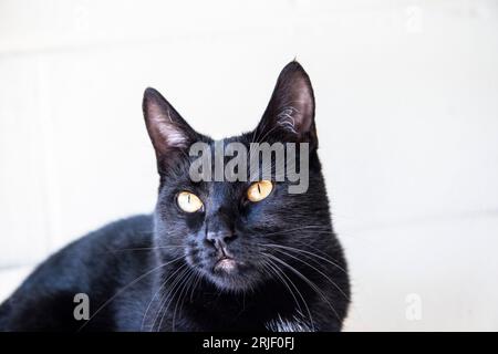 domestic black cat Stock Photo