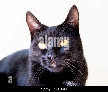 domestic black cat Stock Photo