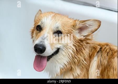 Wet welsh corgi pembroke dog stands in the bathroom after bathing. Stock Photo