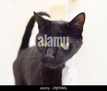 domestic black cat Stock Photo
