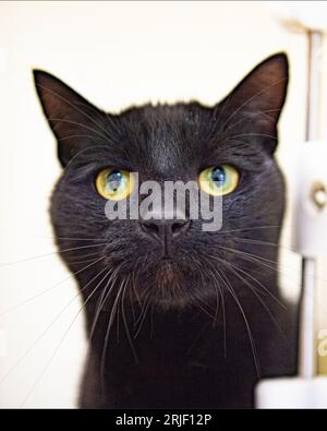 domestic black cat Stock Photo
