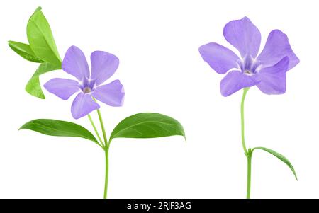 wild periwinkle flowers isolated on white background Stock Photo