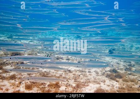Underwater view of little transparent fishes floating in clear turquoise seawater near sandy bottom in sunny day Stock Photo