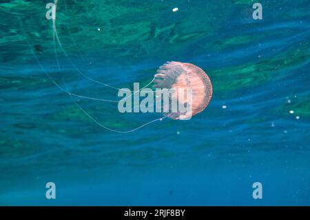 Underwater view of purple jellyfish swimming in blue ocean in natural habitat while sunbeams penetrating through water surface Stock Photo
