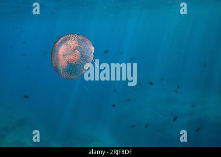 Underwater view of exotic jellyfish swimming deep in ocean on blurred background of school of fish Stock Photo