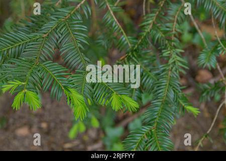 Young shoots on the branches of a coniferous tree Stock Photo