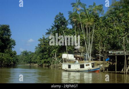 Brazil, Amazon region, Para State. Rio Guama, with boat and three boats on land. Palm is assai (açai), Euterpe oleracea. Stock Photo