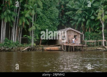 Brazil, Amazon region, Para State. Amazon - Tocantins estuary complex, Marajo Island. House of riverside dwellers. Açai (assai) palms  (Euterpe olerac Stock Photo