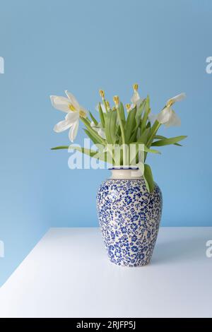 Faded falling white tulips in a Chinese vase against a pale blue background. Place for text. horizontal format Stock Photo