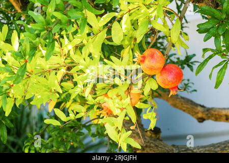 Ripe pomegranate fruit on tree branch, fruits hanging on a tree branches in the garden Stock Photo