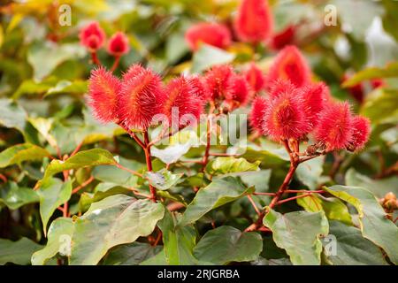 Bixa orellana - Natural red pigment from achiote seeds Stock Photo