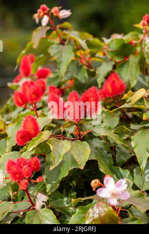 Bixa orellana - Achiote plant with flower in the garden Stock Photo