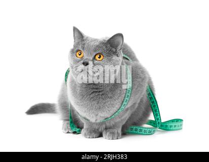 British shorthair blue cat with large orange eyes sits on a white background wrapped in a measuring tape. The concept of weight control, weight loss, Stock Photo
