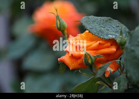 Bright orange roses in raindrops, close-up. Floral background. Stock Photo