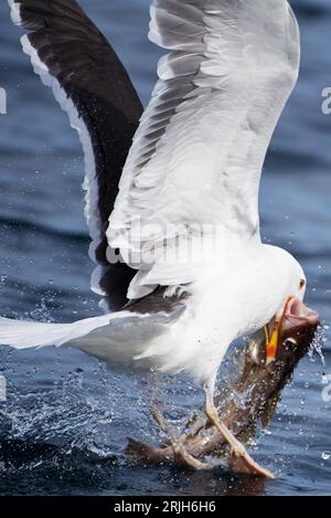 Fish in containers stock photo. Image of catch, cold - 30811844