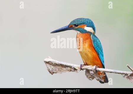 Kingfisher (Alcedo atthis) in natural habitat Stock Photo