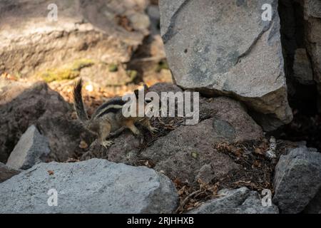 Chipmunk Trap, Crater Lake National Park area, Oregon. We s…