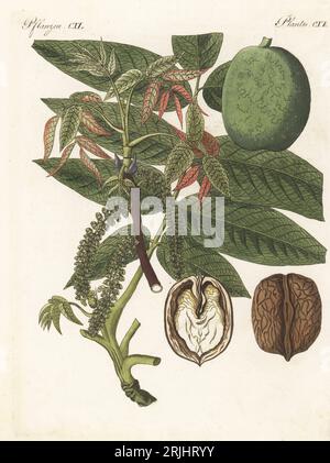 Persian walnut, English walnut, Carpathian walnut, Madeira walnut, or common walnut tree, Juglans regia. With branch, leaf, fruit, section through nut. The botanicals were drawn by Henriette and Conrad Westermayr, F. Götz and C. Ermer. Handcoloured copperplate engraving from Carl Bertuch's Bilderbuch fur Kinder (Picture Book for Children), Weimar, 1813. A 12-volume encyclopedia for children illustrated with almost 1,200 engraved plates on natural history, science, costume, mythology, etc., published from 1790-1830. Stock Photo