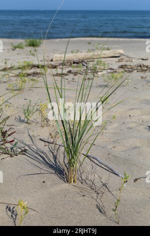 Marram grass at Illinois Beach State Park with Lake Michigan in the background in Zion Stock Photo