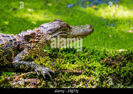 American Alligator Head sitting above the water in a swamp. Stock Photo