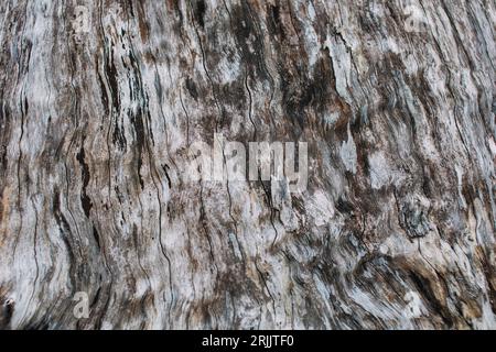 Beautiful natural patterns and textures of daytime gray and brown bark. use for background Stock Photo