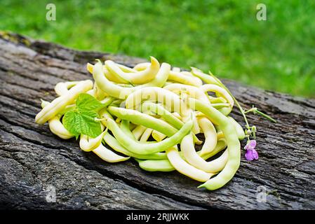 Close up of fresh plucked yellow string beans, vegetable garden in summer season background Stock Photo
