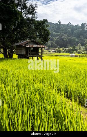 Traditional rural landscape with huts among green rice paddy fields during sunrise, village, and mountains in the background. North Thailand. Stock Photo