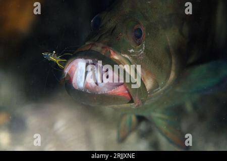 Clear Cleaner Shrimp, Urocaridella sp, cleaning mouth of Redmouth Grouper, Aethaloperca rogaa, Batu Sandar dive site, Lembeh Straits, Sulawesi, Indone Stock Photo