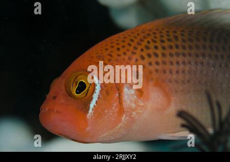 Male Fiery Dottyback, Pseudochromis steenei, Batu Sandar dive site, Lembeh Straits, Sulawesi, Indonesia Stock Photo