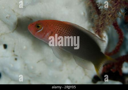 Male Fiery Dottyback, Pseudochromis steenei, Batu Sandar dive site, Lembeh Straits, Sulawesi, Indonesia Stock Photo