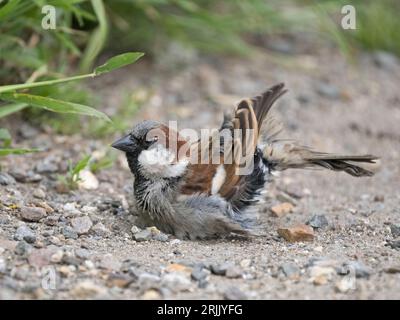 Male House Sparrow (Passer domesticus) dust bathing, Wicken, Cambridgeshire Stock Photo