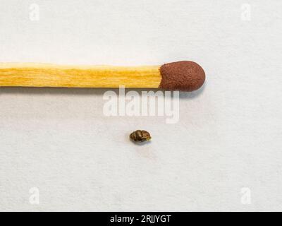 Desmoulin's whorl snail (Vertigo moulinsiana) and match for size comparison, Wicken, Cambridgeshire Stock Photo