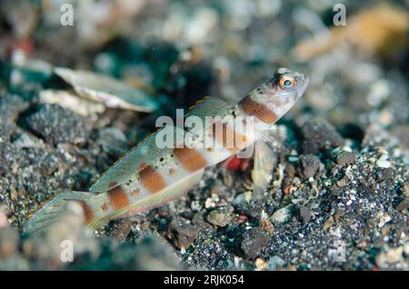 Red-margin Shrimpgoby, Amblyeleotris rubrimarginata, standing guard at hole entrance on black sand, Hei Nus dive site, Lembeh Straits, Sulawesi, Indon Stock Photo