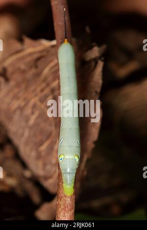 A caterpillar perched on a branch in the Tandayapa Valley of Ecuador ...