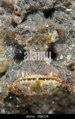 Horrid Stonefish, Synanceia horrida, on black sand, night dive, TK1 dive site, Lembeh Straits, Sulawesi, Indonesia Stock Photo