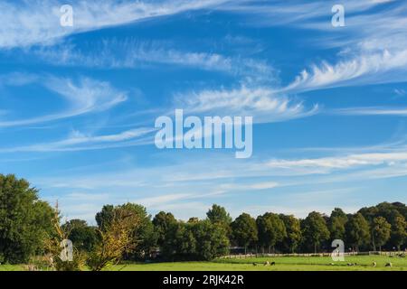 Cirrus clouds in curly hooks. Latin name is cirrus uncinus. Stock Photo