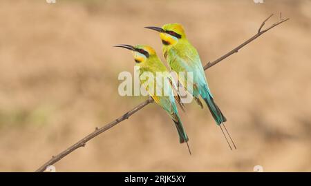 Male and female pair of Rainbow bee eaters perched on a stick at Casuarina Coastal Reserve, Darwin, Northern Territory, Australia Stock Photo