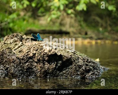 Dragonfly calopteryx virgo male dragonfly spreads its wings sitting on a rock in the river Stock Photo