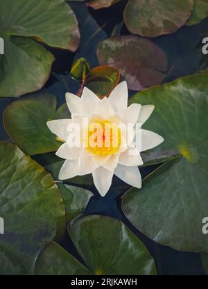 Closeup waterlily on the pond. Blossoming white lotus flower on the lake surface, surrounded by big green leaves Stock Photo