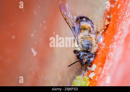A macro shot of a bee perched on two ripe oranges near a brick wall Stock Photo
